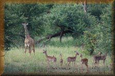 Giraf met een groep impala's